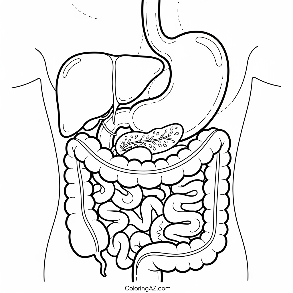 Free Anatomy Coloring Pages for Kids on ColoringAZ 3 Human Anatomy Coloring Pages to Print